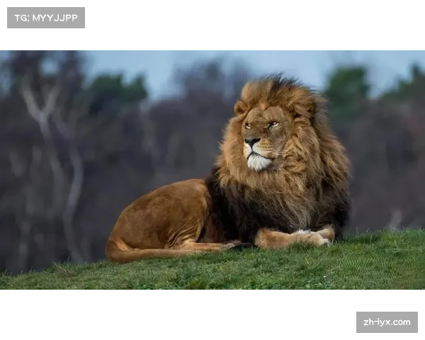 雄狮进攻依赖路面推进 遭遇强力防守时体系受限